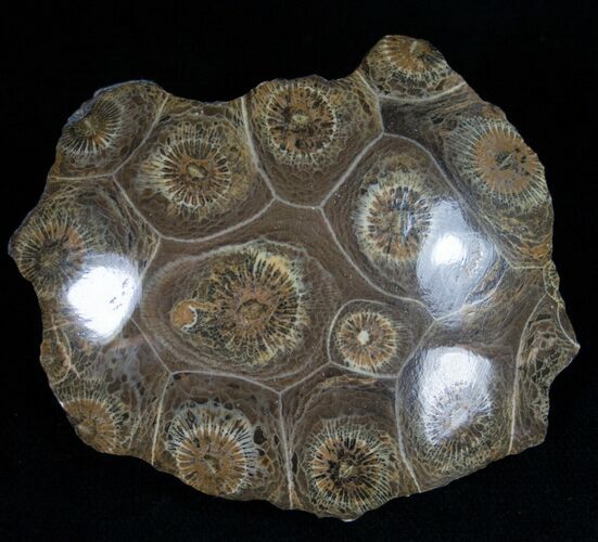 Polished Fossil Coral Head - Very Detailed #10377